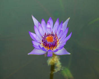 Close-up of flower against blurred background