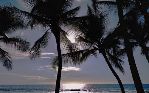 Silhouette palm tree by sea against sky at sunset