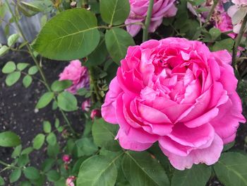 Close-up of pink rose