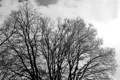 Low angle view of bare tree against sky