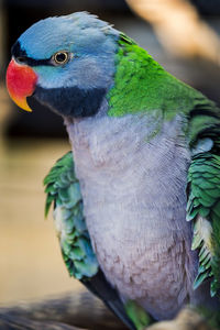 Close-up of parrot