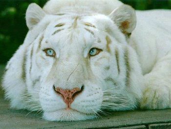 animal themes
