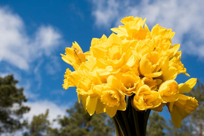 Beautiful bouquet of yellow daffodils with blue sky, white clouds and trees background, narcissus