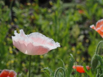 Close-up of pink flower