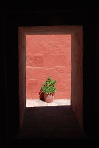 Potted plant against window of building