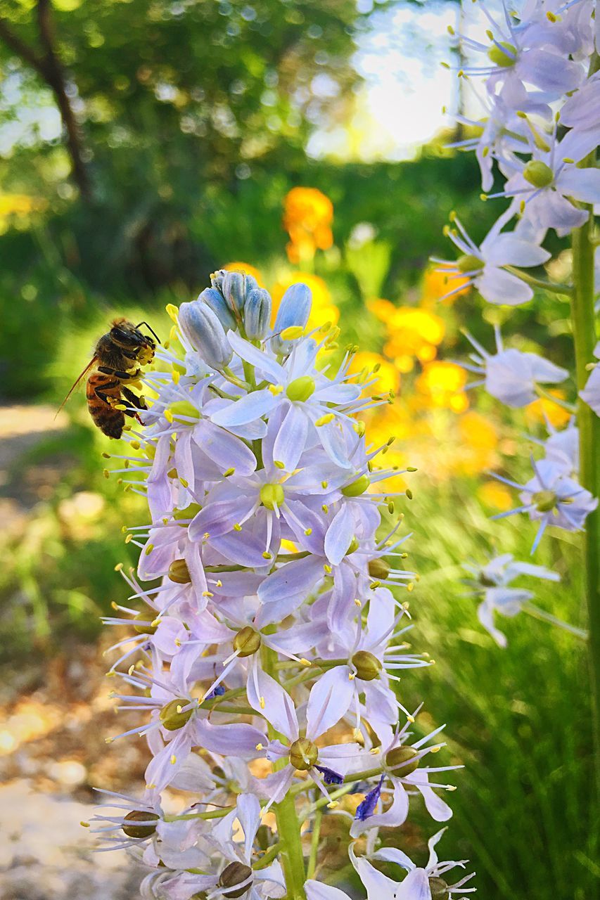 flower, nature, insect, fragility, growth, beauty in nature, animal themes, petal, one animal, freshness, plant, animals in the wild, bee, day, outdoors, no people, flower head, animal wildlife, buzzing, close-up, blooming, pollination