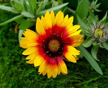 Close-up of yellow flowering plant on field