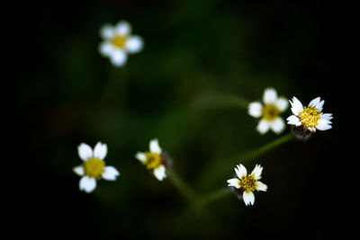 High angle view of white flowers blooming outdoors