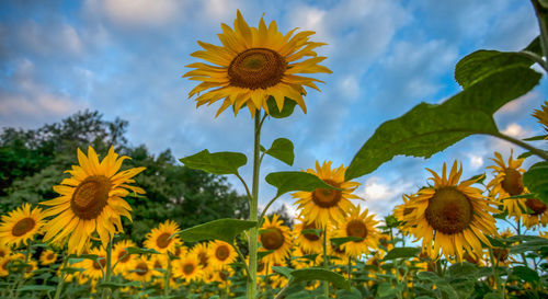 Close-up of sunflower blooming against sky