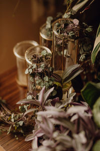 Plants collection in small millenials' rental flat, ceropegia woodii