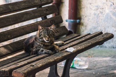 Portrait of a cat sitting on bench