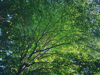 Low angle view of tree