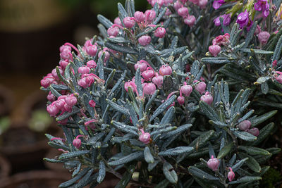 Close-up of pink flowering plant