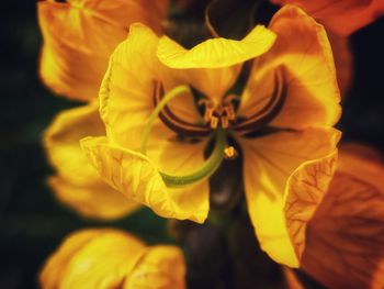 Close-up of yellow rose flower