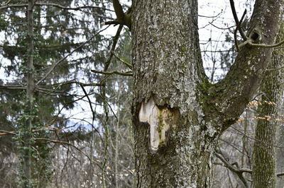 Trees in forest during winter