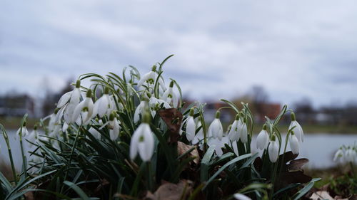 Close-up of flowers blooming in field against sky