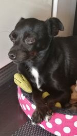 Close-up of dog sitting at home