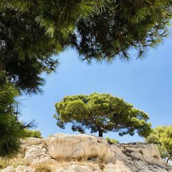 Low angle view of trees against clear sky