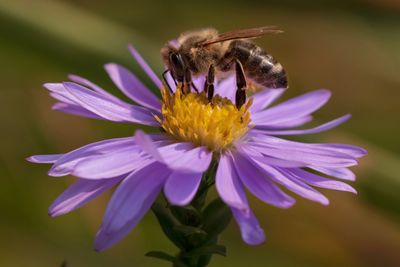 Close-up of bee pollinating on purple flower
