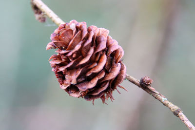 Close-up of wilted plant