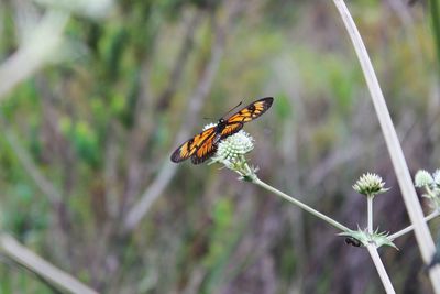 Close-up of butterfly on flower