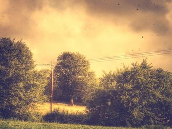 Trees on field at sunset