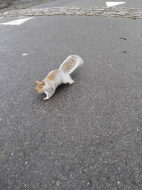 High angle view of bird on sand