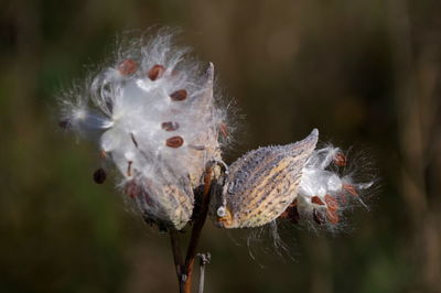 Close-up of butterfly on plant