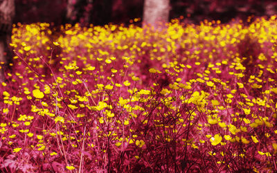 A field of yellow buttercup in a sunny day ,the infrared effect is on the green leaves 