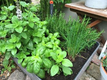 Plants growing in backyard