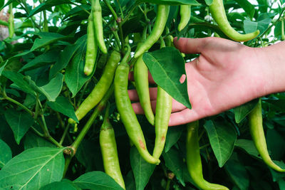 Cropped hand of person showing chilies hanging on tree