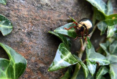 Close-up of insect on plant