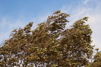 Low angle view of tree against sky