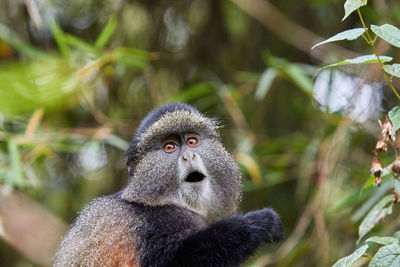 Close-up of monkey looking away