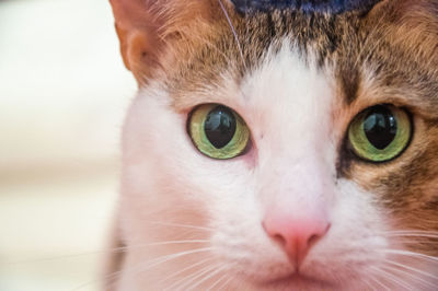 Close-up portrait of a cat