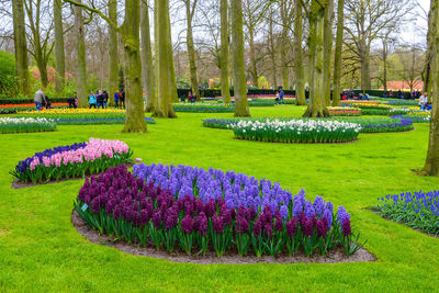 Fresh purple flowers in park