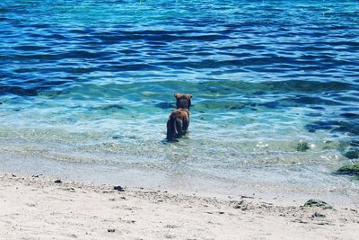 Dog on beach