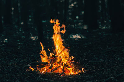 Contrast photo of bright fire against background of dark trees. bonfire in forest.