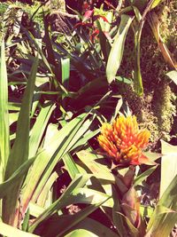 Close-up of flowers blooming outdoors