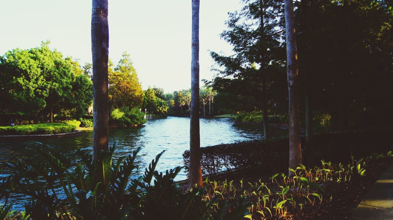 tree, water, tranquility, growth, tranquil scene, clear sky, nature, beauty in nature, scenics, tree trunk, reflection, lake, river, green color, plant, sunlight, sky, day, branch, grass