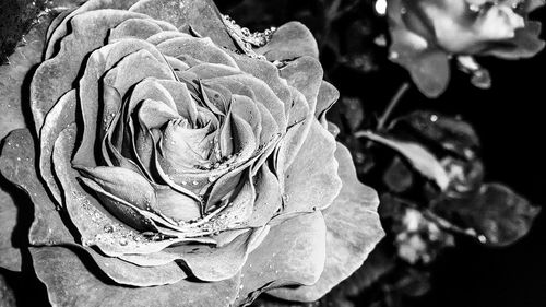 Close-up of rose