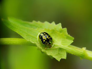 Close-up of insect on leaf