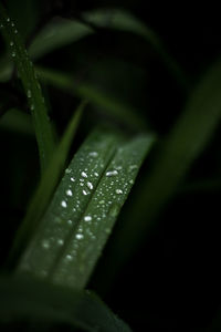 Close-up of raindrops on leaf