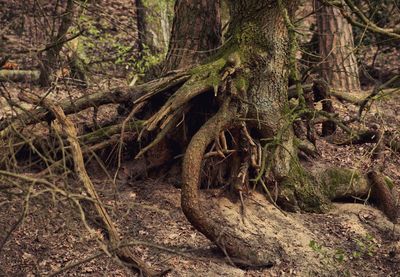 Trees growing in forest