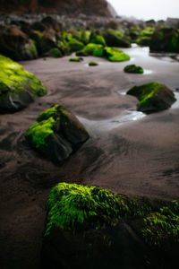 Close-up of moss growing on rock