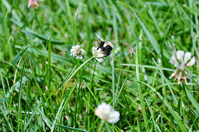 Close-up of bee on white clover flower