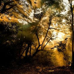 Trees growing in sunlight