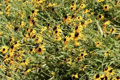 Close-up of bee on plant