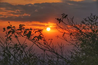 Silhouette plants against romantic sky at sunset