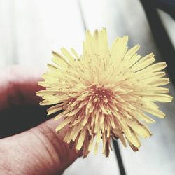 Close-up of cropped flower